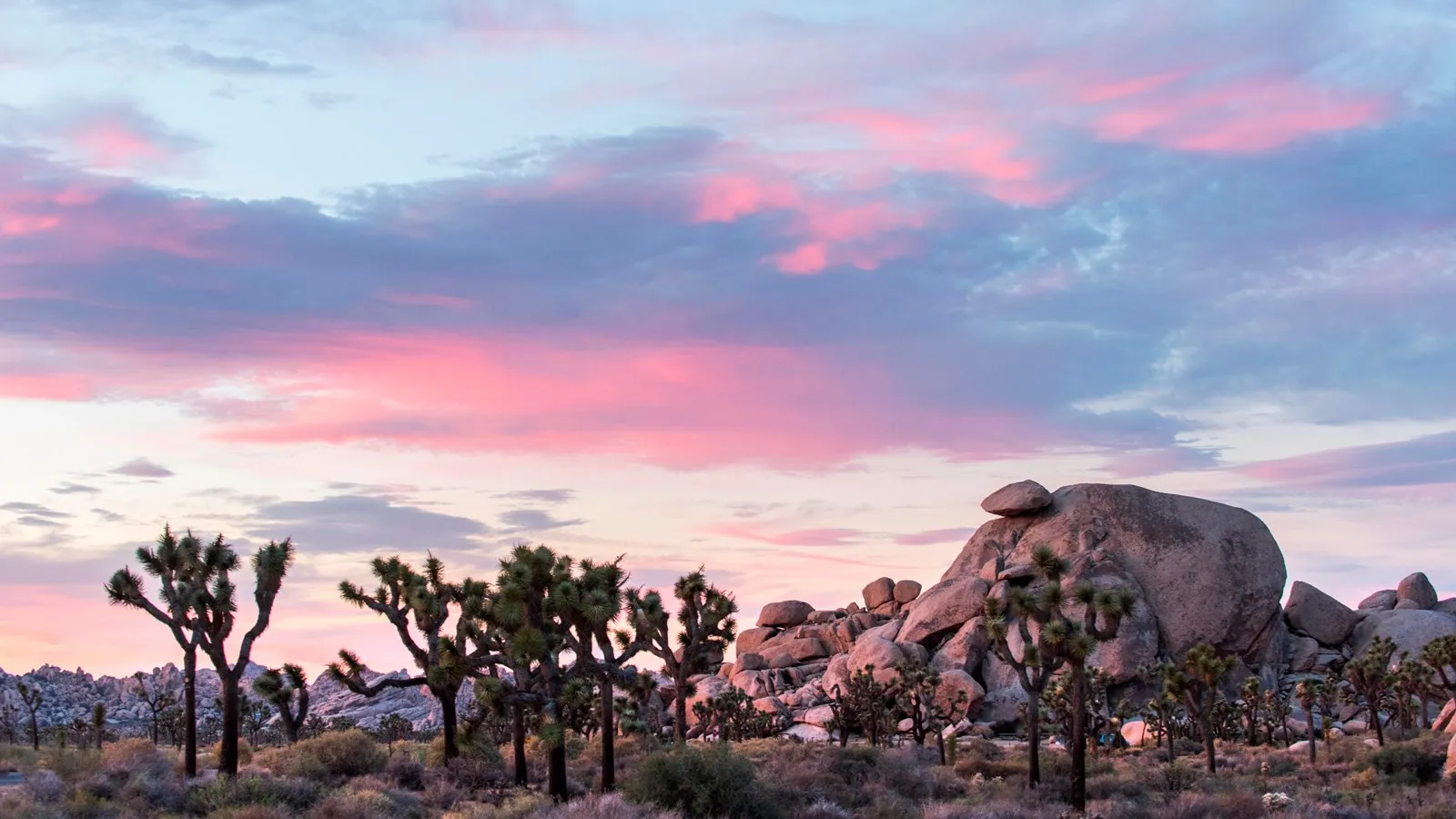 Cap Rock in Joshua Tree National Park at sunset with pink skies and Joshua trees